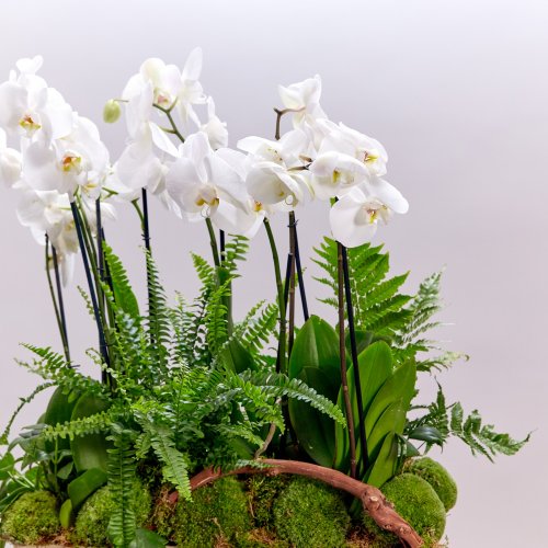 Композиция из роскошных орхидей Фаленопсис