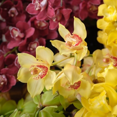 Тропический сад из 250 орхидей