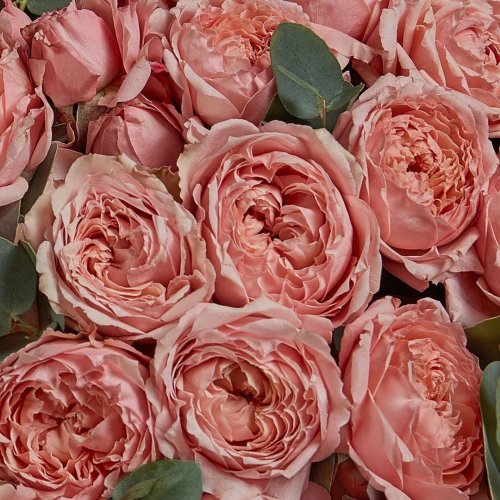 Коллекция Апрель. Невероятная кустовая пионовидная роза Джульета